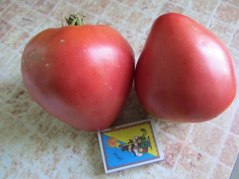 Крупные низкорослые сорта томатов