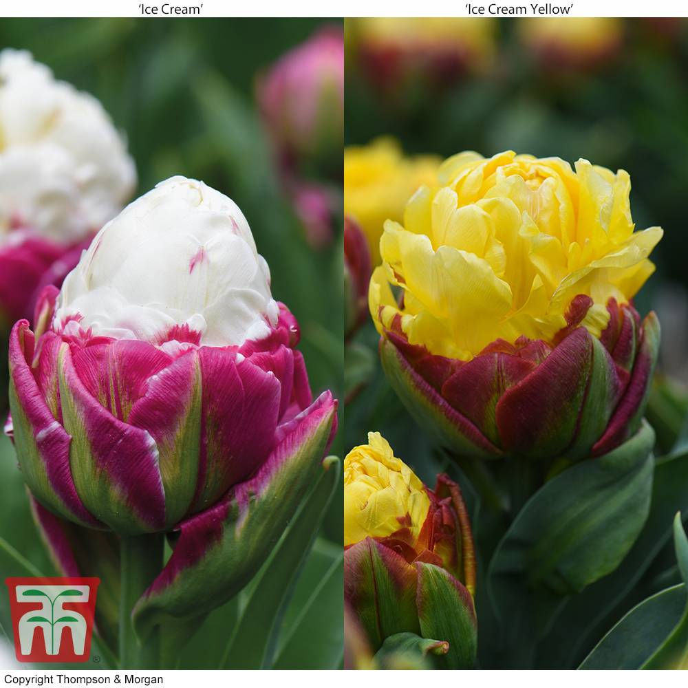 Тюльпаны пломбир — описание сорта и фото «мороженого»