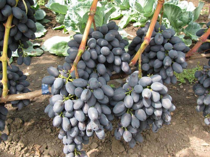 Виноград "кодрянка": описание сорта, фото, уход, отзывы