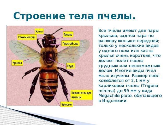 Внутреннее и внешнее строение пчелы: анатомия матки, трутня и медоносной пчелы с картинками