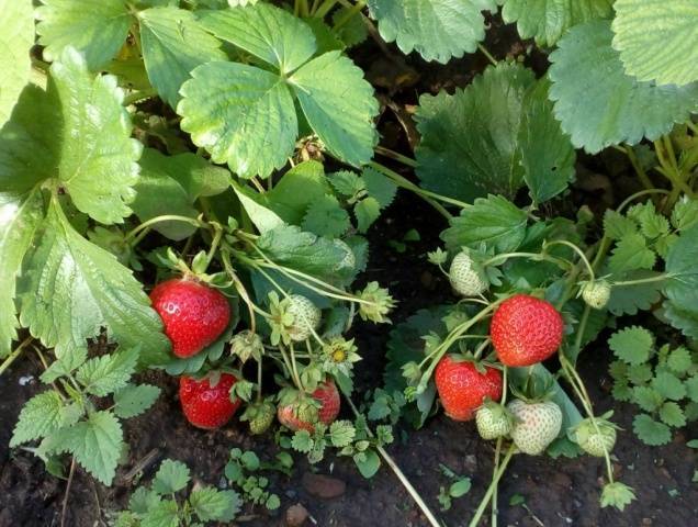 Клубника симфония: характеристика и описание сорта, посадка и уход, фото