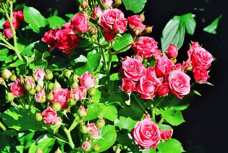 Описание роз сорта «спрей» – фото культуры