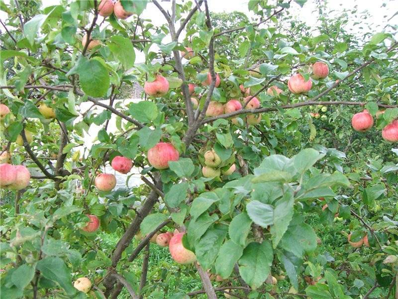 Сорт яблони малинка. описание, фото, отзывы
