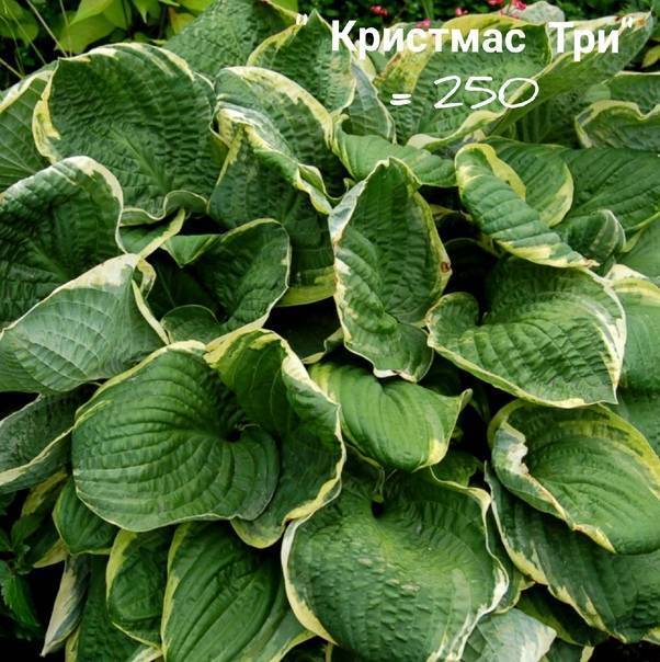 Хоста кристмас три посадка и уход