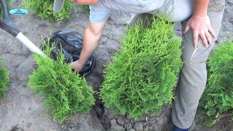 Когда лучше пересадить самшит весной или осенью