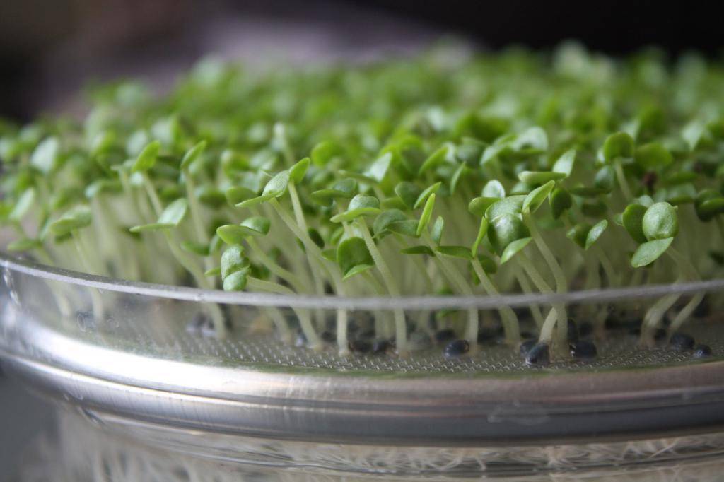 Все про кресс салат: выращивание на подоконнике, польза, рецепты, видео, фото