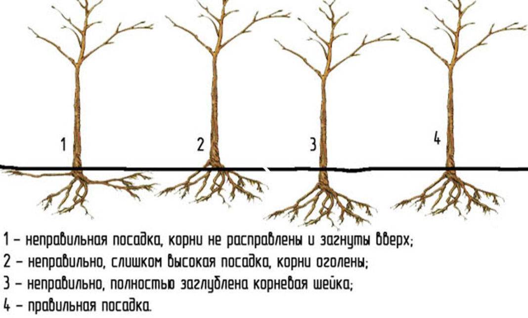 Схема посадки яблонь и груш на участке