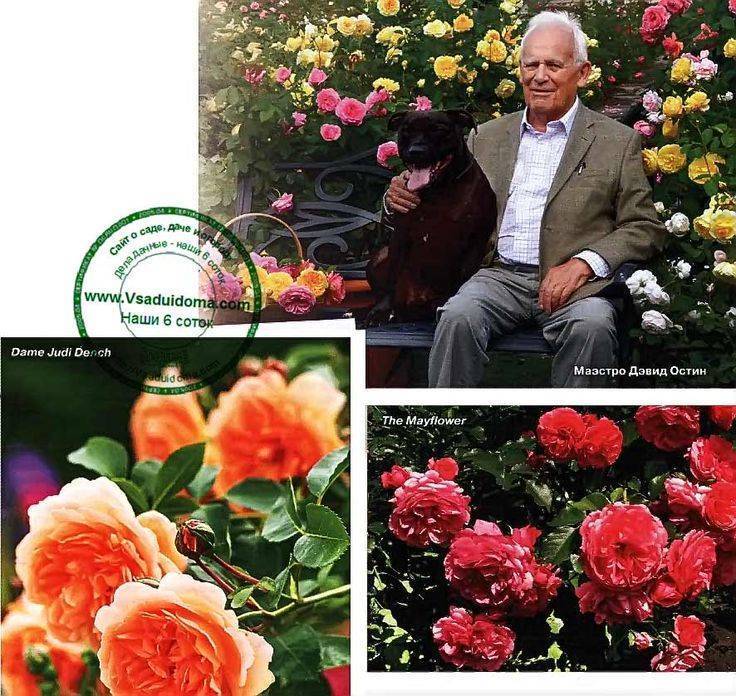 Розы дэвида остина – 5 заметных достоинств, характеристики сортов и выращивание