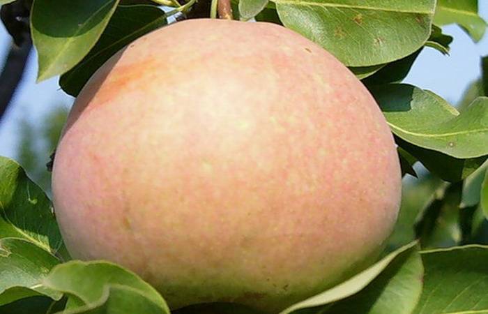 Неприхотливые, красивые и вкусные — лучшие сорта груш, на которые стоит обратить внимание