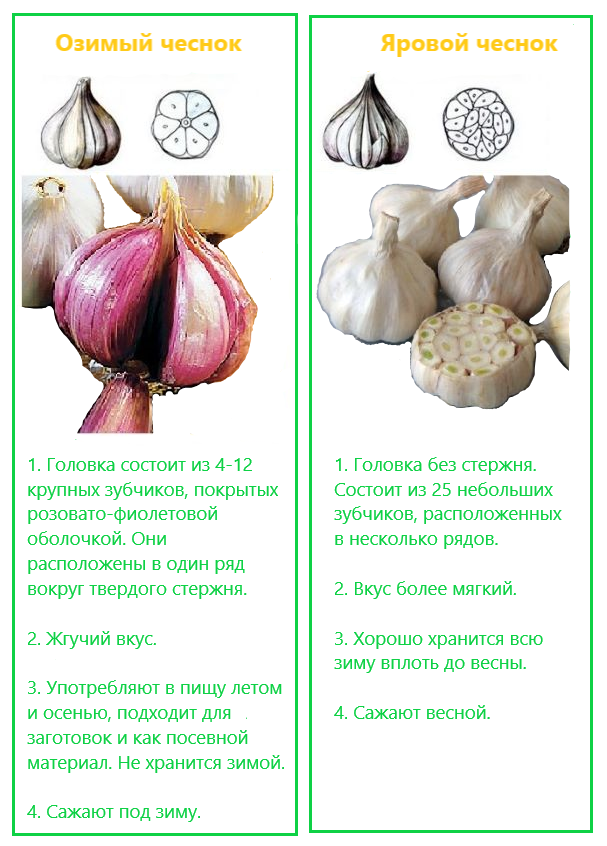 Почему яровой чеснок. Чеснок. Яровые сорта чеснока. Посадка чеснока. Отличие ярового чеснока от озимого.