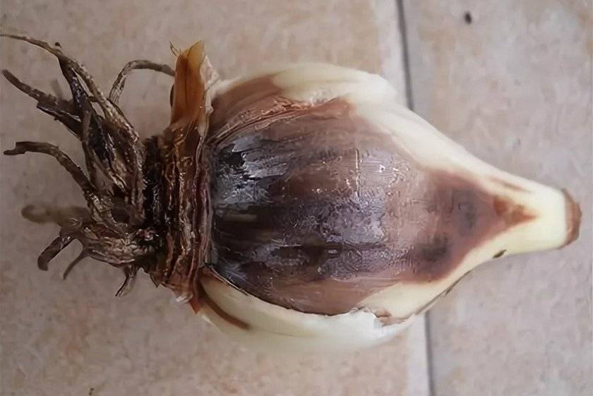 Описание и особенности выращивания тюльпана барселона