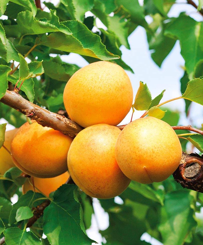 Описание абрикоса сорта погремок, правила посадки и ухода