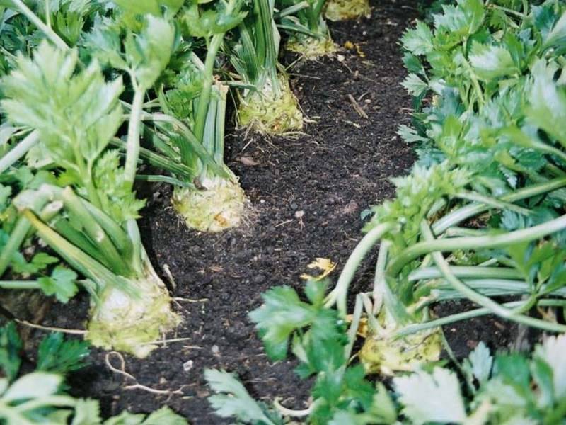 Корневой сельдерей как правильно посеять и вырастить рассаду | народные знания от кравченко анатолия