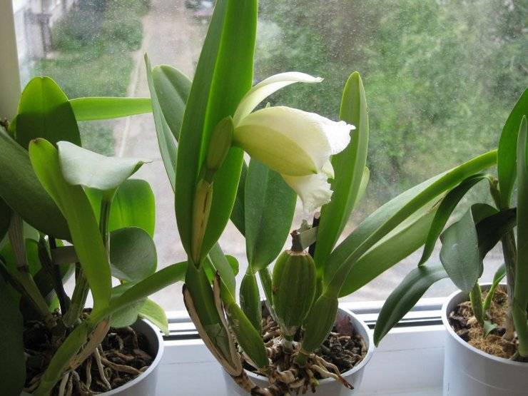 Орхидея каттлея: виды с фото и уход в домашних условиях, размножение и пересадка