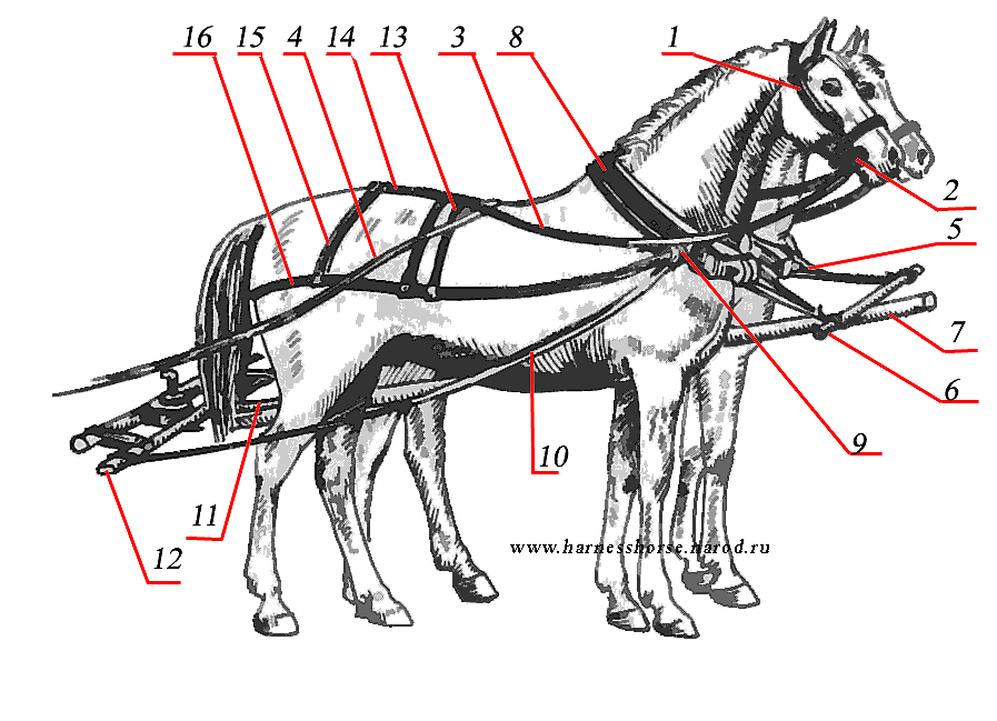 Сбруя для лошадей: головная часть, из чего состоит, названия с фото