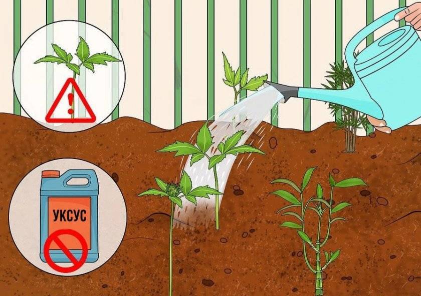Гортензии в саду: подкисление почвы и подкормка