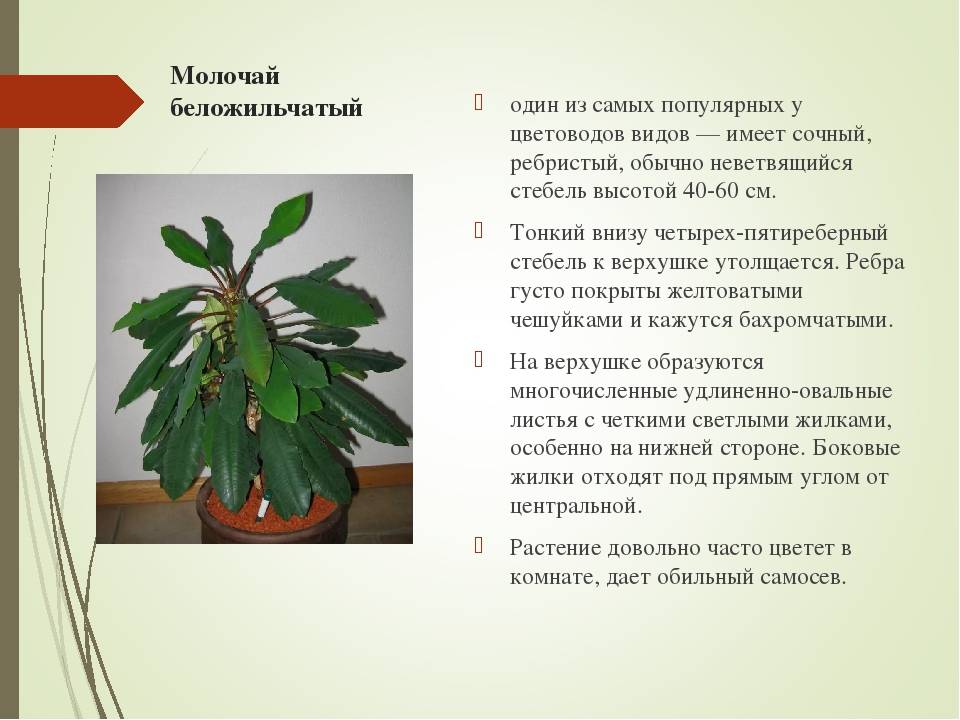 Молочай миля (euphorbia milii): описание и выращивание растения
