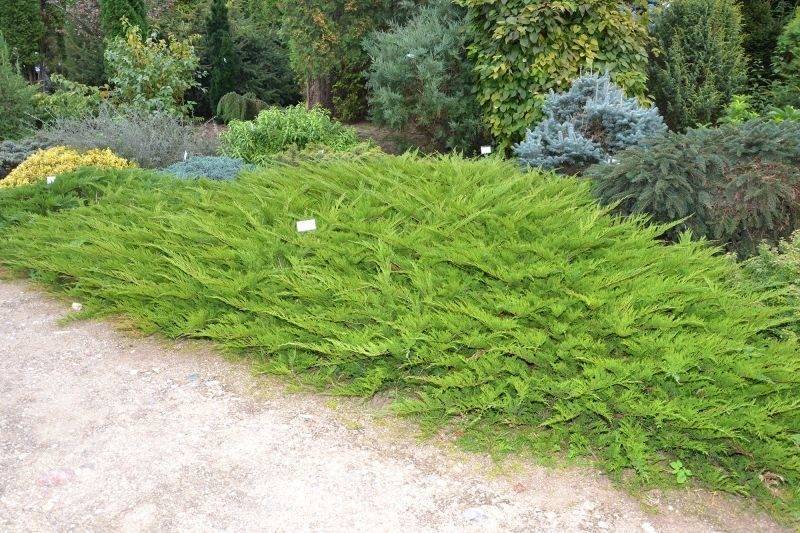 Можжевельник казацкий тамарисцифолия (tamariscifolia): описание и фото в дизайне сада