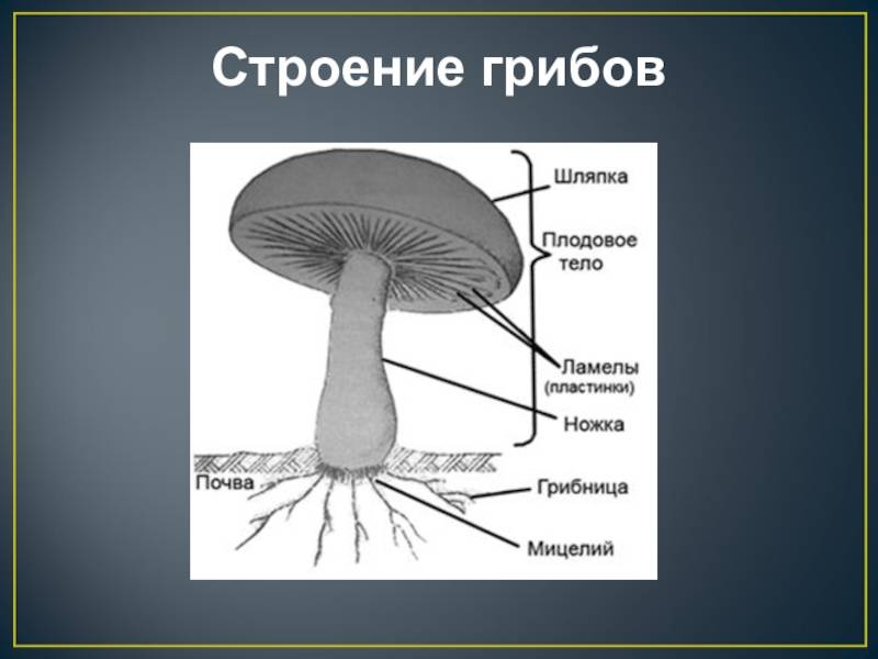 Строение гриба состоит из. Строение грибницы мицелия. Строение многоклеточного гриба. Грибы части шляпочного гриба. Строение гриба с грибницей.