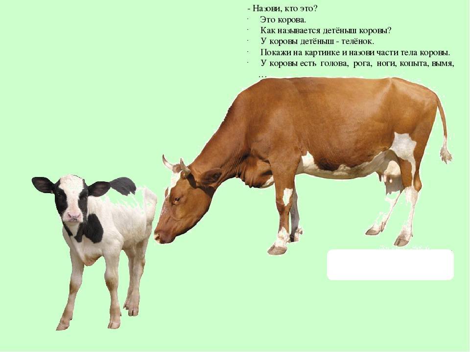 Клички телятам бычкам. Имена для коров и Быков. Кличка теленка. Имена для телят. Клички теленок телят.