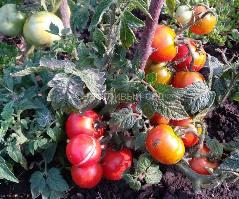 Низкорослые томаты – лучшие сорта помидор для открытого грунта