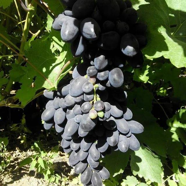 Сорт винограда кодрянка: внешние характеристики- особенности выращивания +видео