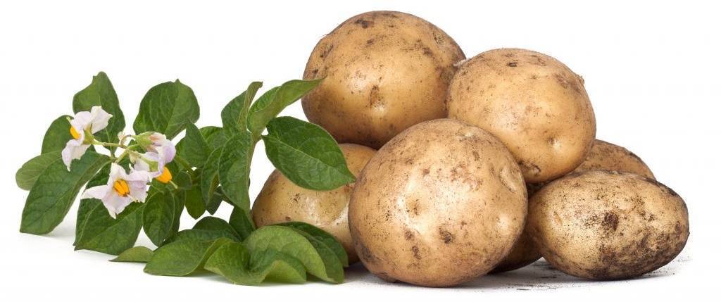 Характеристика и описание картофеля алладин