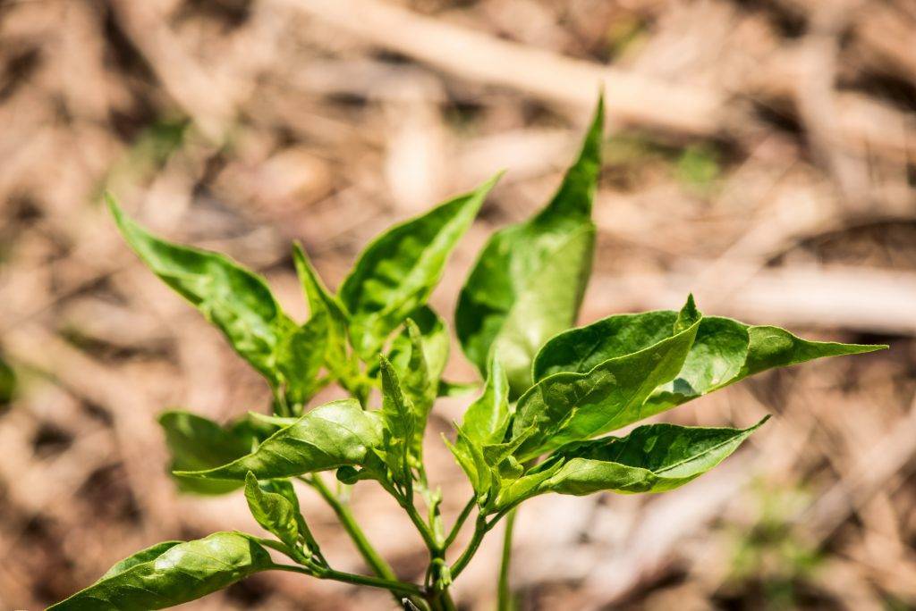 Почему у рассады перца скручиваются листья: причины, методы устранения проблемы
