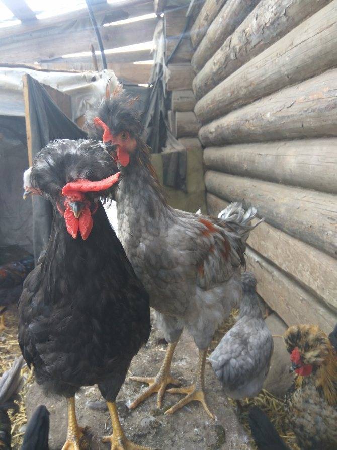 Русская хохлатая порода кур – описание, фото, отзывы