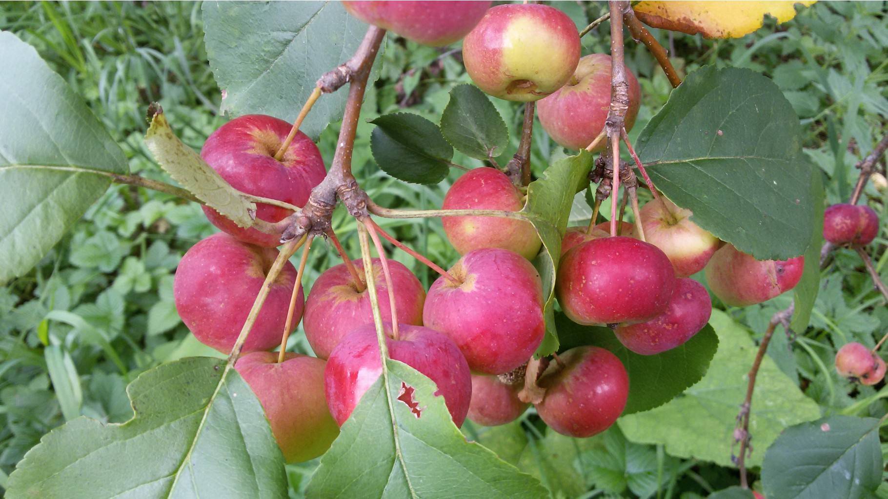 Яблоня сорт аленушка фото и описание