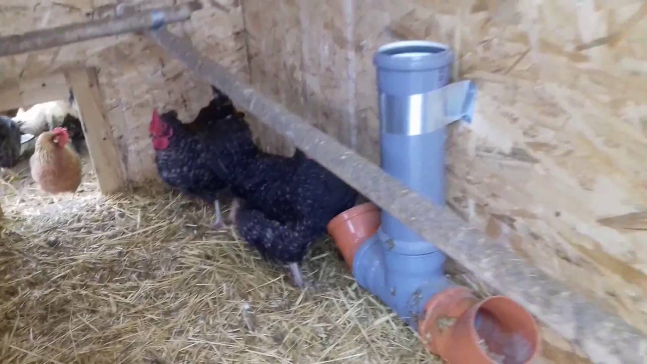 Как сделать поилку для цыплят своими руками в домашних условиях?