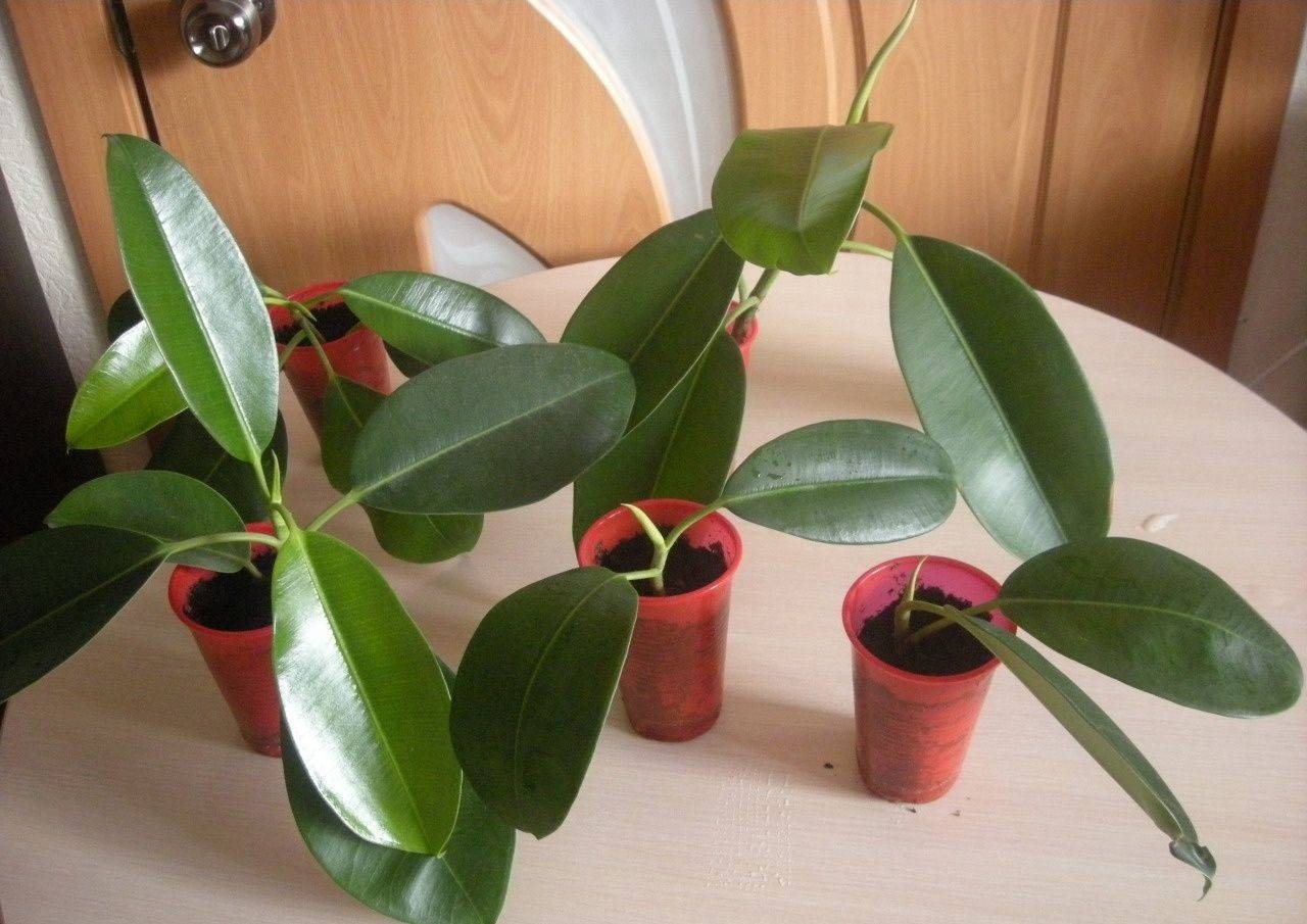 Размножить фикус: как это сделать листом, семенами и иными способами в домашних условиях, как правильно рассадить и укоренить растение?