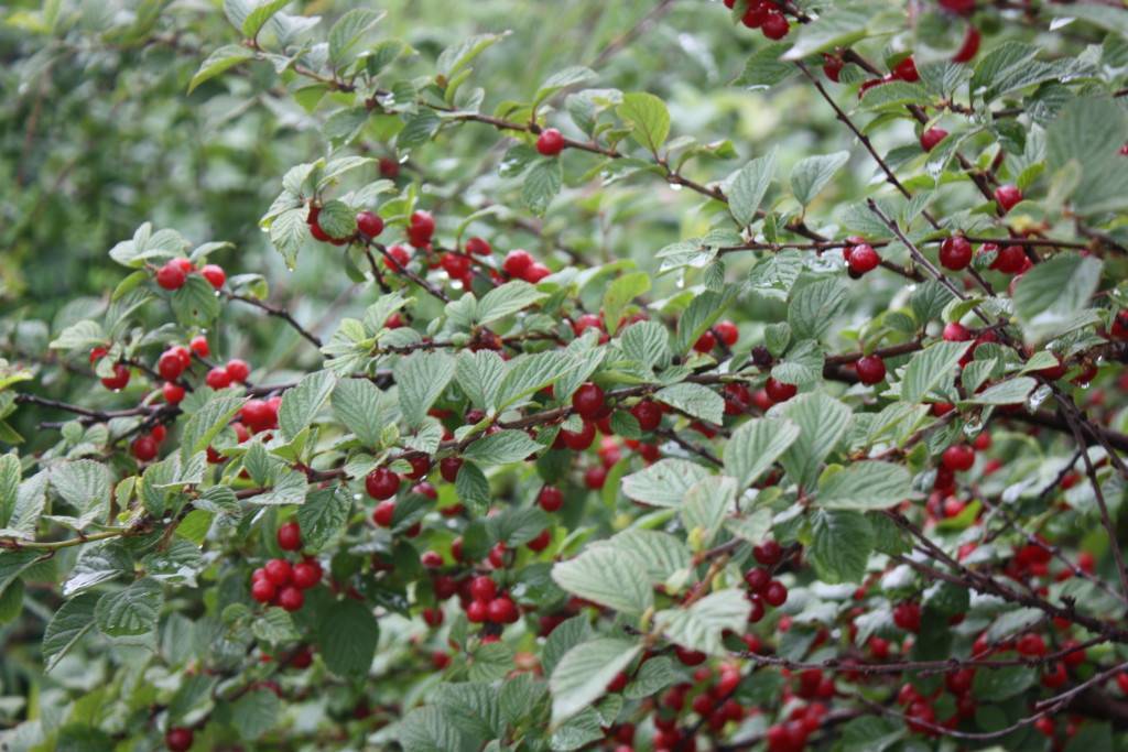 ✅ вишня войлочная натали — описание сорта, фото, отзывы садоводов - cvetochki-penza.ru