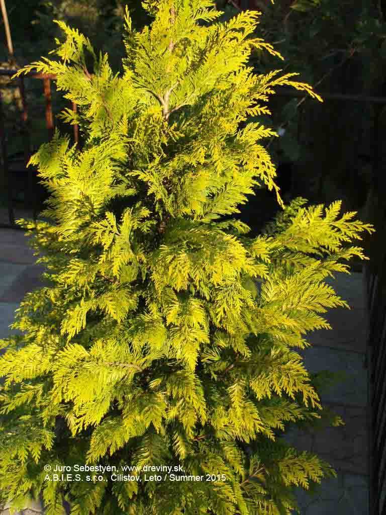 Кипарисовик лавсона колумнарис (chamaecyparis lawsoniana columnaris)