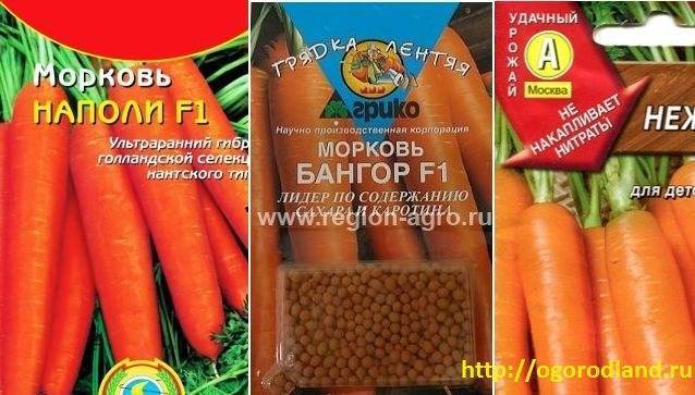 Морковь сорта наполи f1: описание и характеристика, особенности выращивания и ухода за посадками, фото