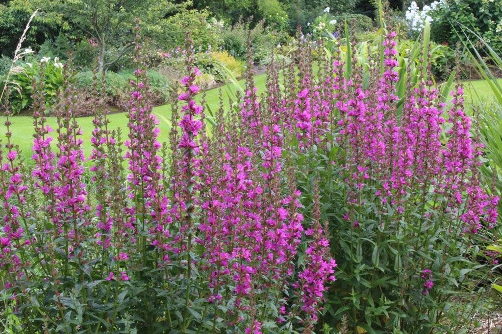 Дербенник иволистный (lythrum salicaria): лечебные свойства и противопоказания, отзывы