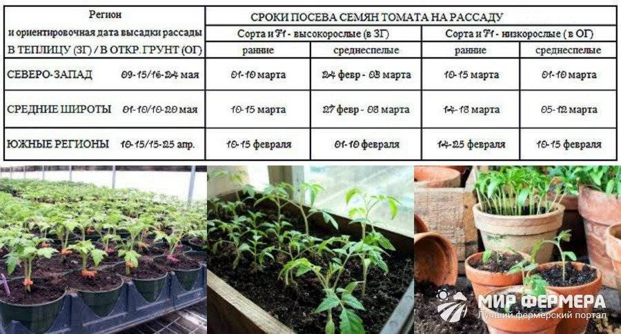 Шпинат – посадка, выращивание, уход