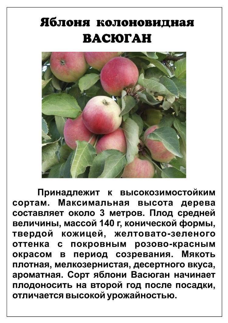 Колоновидные сорта яблонь - описание и фото