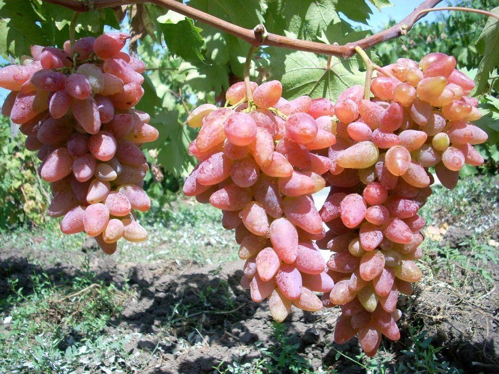 Виноград оригинал: описание сорта, его разновидности - черный, розовый и белый, фото