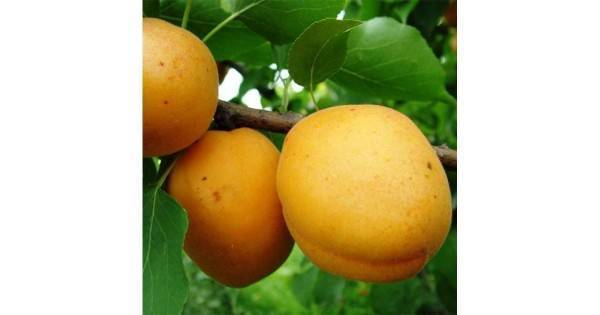 Комплект абрикосов №2: триумф северный, восторг, чемальский румяный - распродажа - абрикос - плодовые