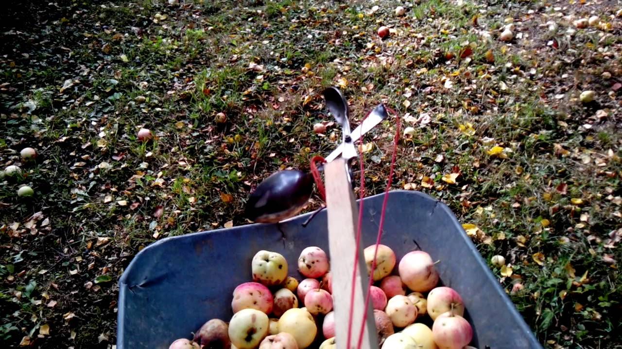 Как правильно собрать и сохранить урожай яблок? когда снимать? на зиму — ботаничка