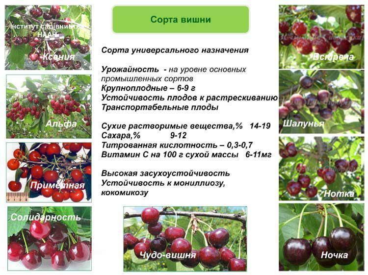 Булатниковская вишня описание сорта фото