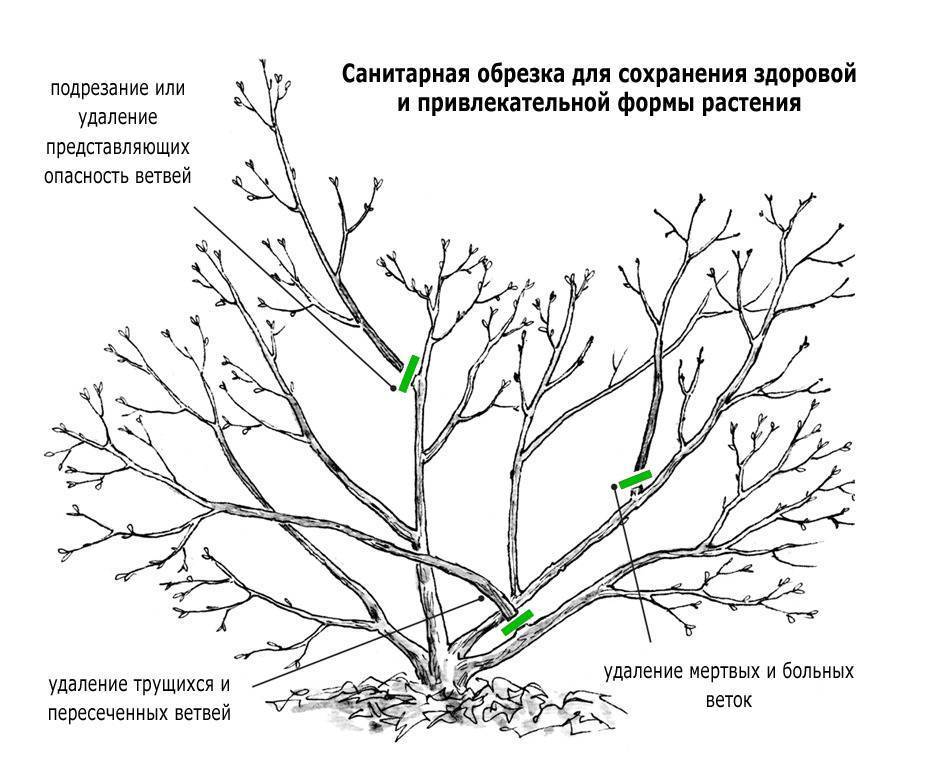 Как обрезать сливу осенью для начинающих схемы с подробным описанием