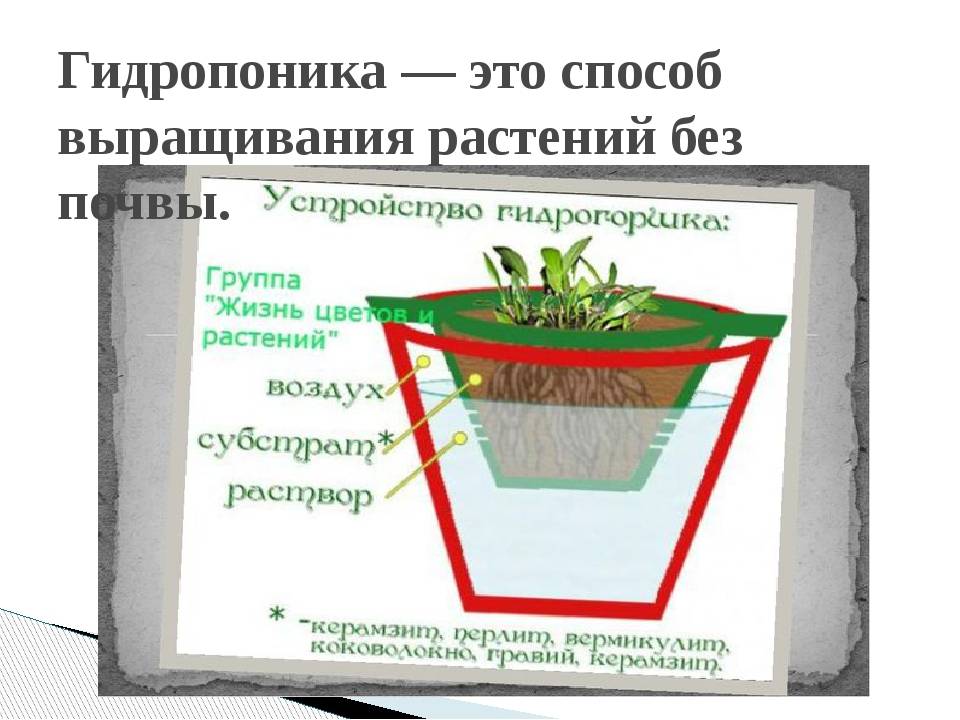 Без почвы. Технология выращивания растений. Методы выращивания растений. Технология выращивания растений без почвы. Гидропоника презентация.