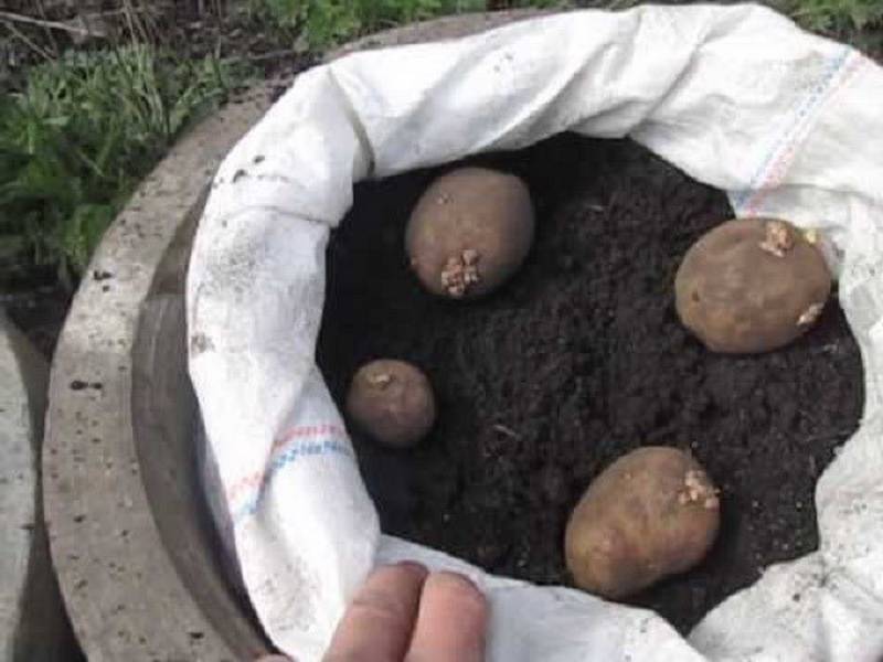 ✅ посадка и выращивание картофеля в мешках: пошаговая инструкция, советы