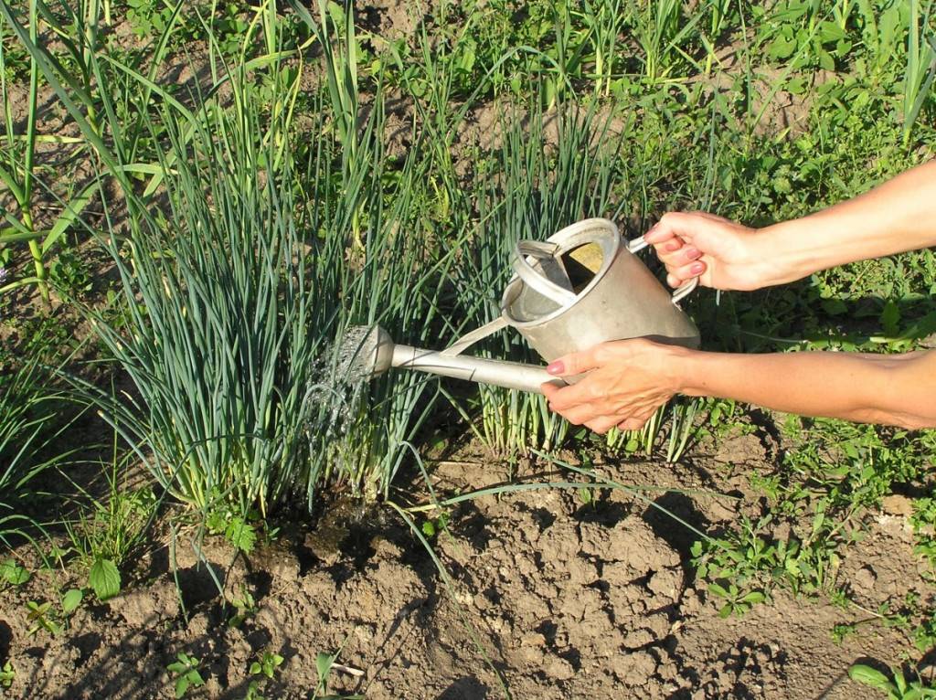 Как поливать лук в открытом грунте