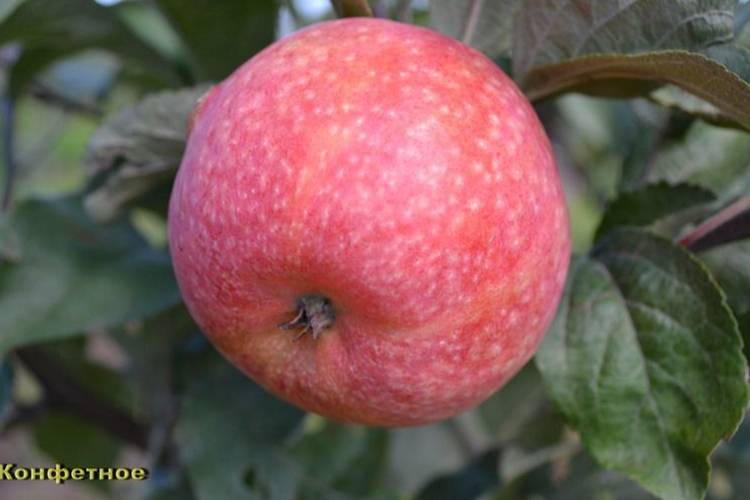 Яблоня «конфетное»