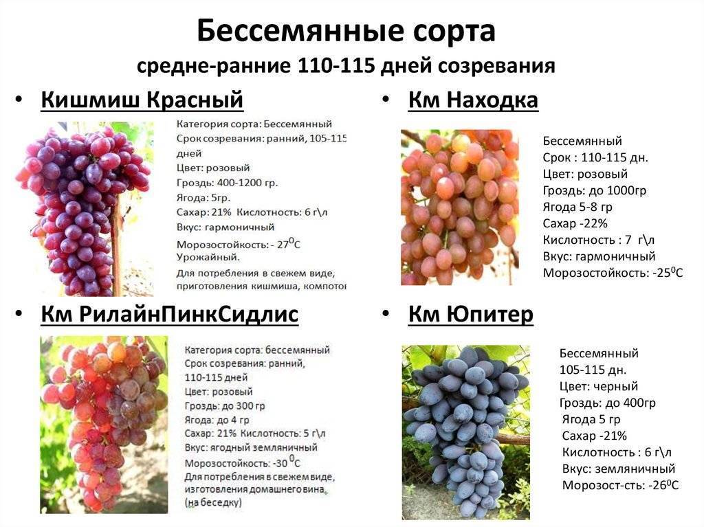 Сорта розового винограда для средней полосы с фото и описанием