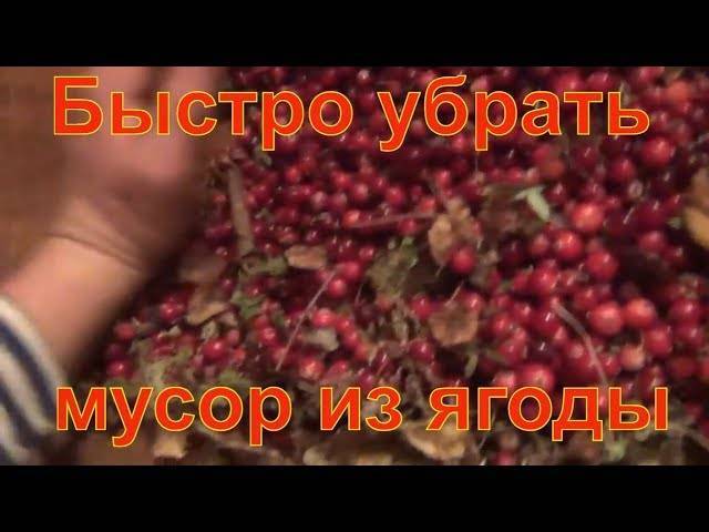 Как хранить бруснику в домашних условиях всю зиму