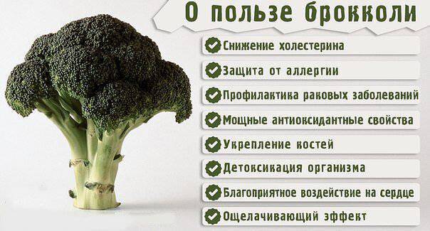 Квашеная капуста: польза и вред для организма, употребление при похудении